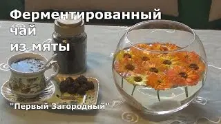 Ферментированный чай из мяты в домашних условиях. Весь процесс ферментации трав с начала до конца