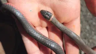 Northern ringneck snake