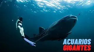 THE 10 largest aquariums in the world 😱😱