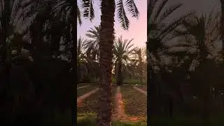 ഈന്തപ്പന തോട്ടം 