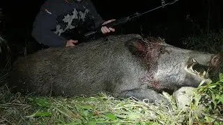 Охота на секача на овсах🐗✌️