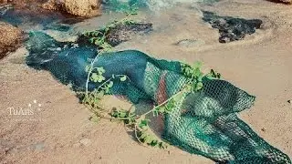 Benarkah ini gambar ikan duyung sebenar