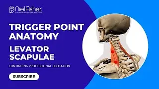 Exploring the Levator Scapulae: Understanding Trigger Point Locations for Better Muscle Health