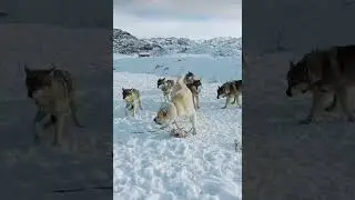 Волкодав против стаи волков/ тотальное превосходство...