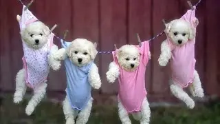 2024 Dog new funny video