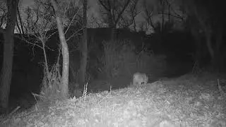 March Mountain Lions!
