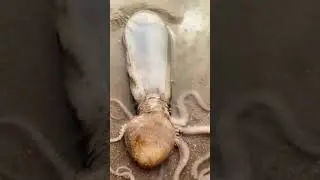 الاخطبوط يدخل الزجاجة بكل سهوله