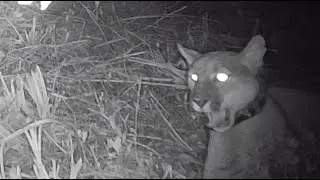 Panther with GPS tracker seen on Everglades property trail camera!!