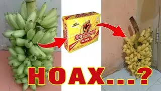 Bukan Hanya Minuman, Extra Joss Bisa Mematangkan Pisang Juga??