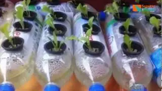 Lengkap.. CARA PEMBUATAN HIDROPONIK DARI BOTOL