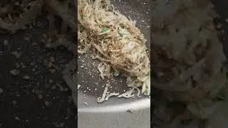 Bibimbap & Toronto (link in description)!