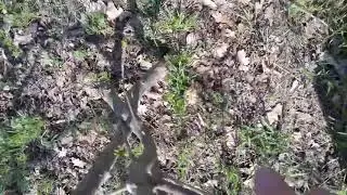 Берегите детей от змей!