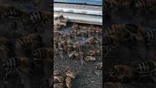 НА РАБОТЕ 24/7#пчеловодство #пасека #пчёлы #пчеловод #пчела #beekeeping #beekeeper #nature #природа