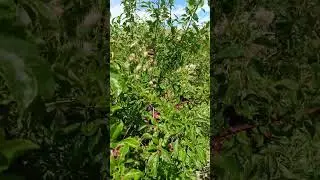 Слива Иркутский чернослив