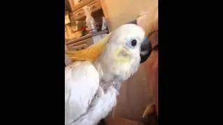 Mischief