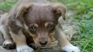 The man sheltered the puppy, but a month later it turned out that it was not a dog at all!