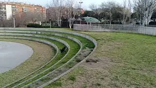 run, forest, run