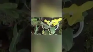 PHILODENDRON WISHLIST 2022