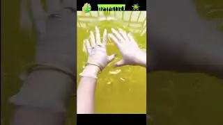 #slimesatisfatorio #asmr #RazeDanceChallenge 🥰