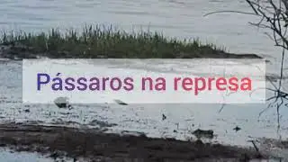 #pássaros  na represa