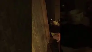 Пульс 