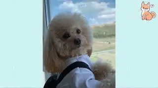 FUNNY DOG VIEDOS 2022 #dog