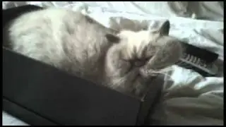Winston snores like a human