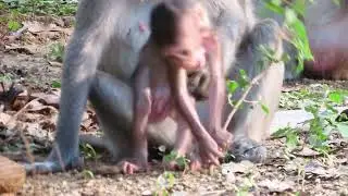 Baby Monkey Catch a toy tree