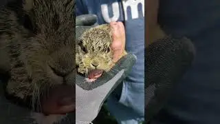 Wild rabbit on field in Netherland