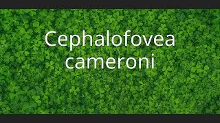 Cephalofovea cameroni