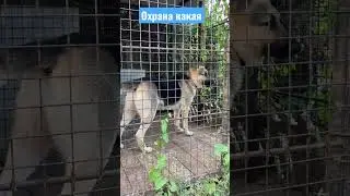 Овчарка ВЕО охраняет свою территорию 