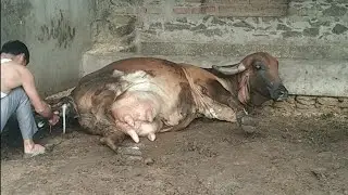 Gujarati cow delivery_video my dair&farm slow@ motion video#cow