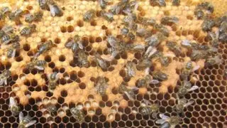 COMO SALVAR UM ENXAME QUE SE TORNOU ZANGANEIRO?