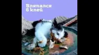 Мужчина спас котенка, который застрял в клею.