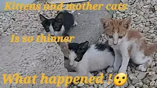 The Kitten Play With Mommy Cat 🐈