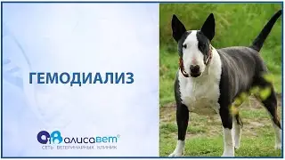 Гемодиализ.