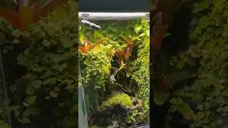 Dart frog vivarium #animal
