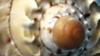 Часть 4. ВСТРЕЧА С МАСТЕРОМ. ЭЗОТЕРОЛОГИЯ.