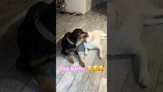 Rottweiler gives Labrador an eye bath 🤔😅 #rottweiler #labrador #dog #funny #cute #kisses #puppy
