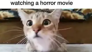 cat watching a horror movie