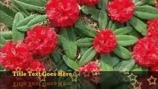 लालिगुरास खानाले हुने फाईदा,benefit by  rododendron