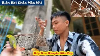 Chia Tay Hay Con Chim Chào Mào Tâm Huyết Và B.ẫy Được Chim Vành Khuyên Cực Đẹp // Chiến Ơi