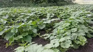 огляд гарбуза 25.06.2023