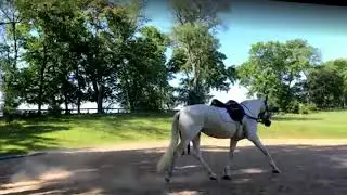 Do you understand your horse's imbalance? Do you have the tools to change it?