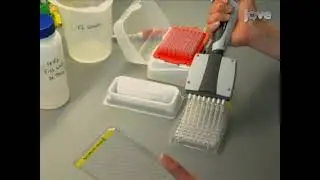 Imaging methods are being developed to facilitate the screening of chemicals on zebrafish