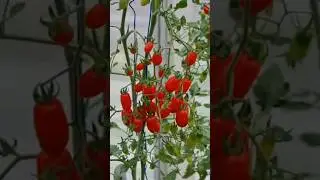 Кибертеплица с автополивом. Результаты. #теплица #умныйдом #автополив #дача #помидоры
