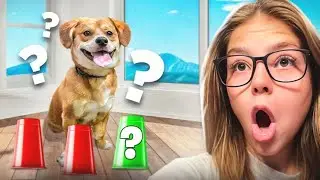 JE TESTE L’INTELLIGENCE DE MON CHIEN