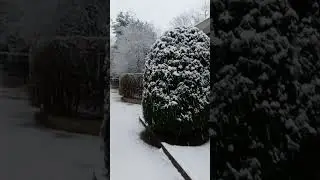 Snow Falling 