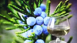 Juniper Tincture / Gin without distillation