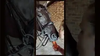 #лошади